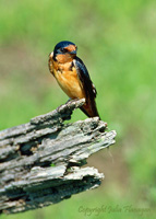 Barn Swallow