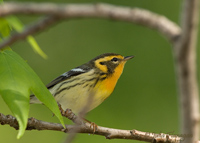 Female Blackburnian Warbler