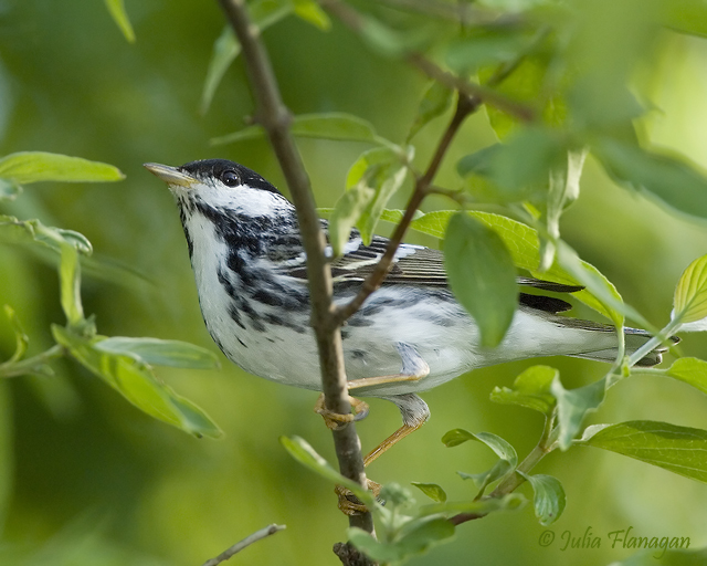 Blackpoll Warbler
