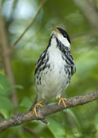 Blackpoll