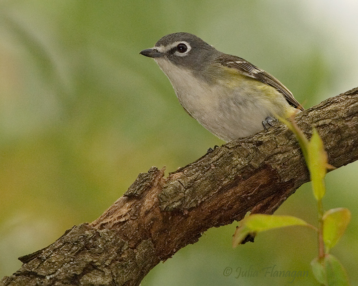 Blue-headed Vireo