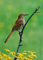 Brown Thrasher