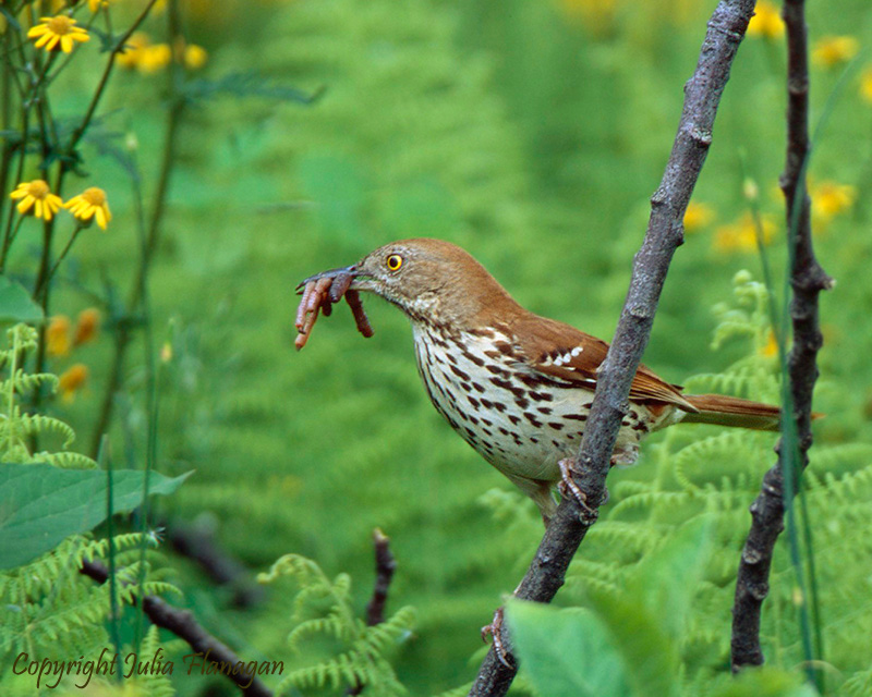 A brown thrasher shop
