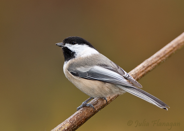 Black-capped Chickadee