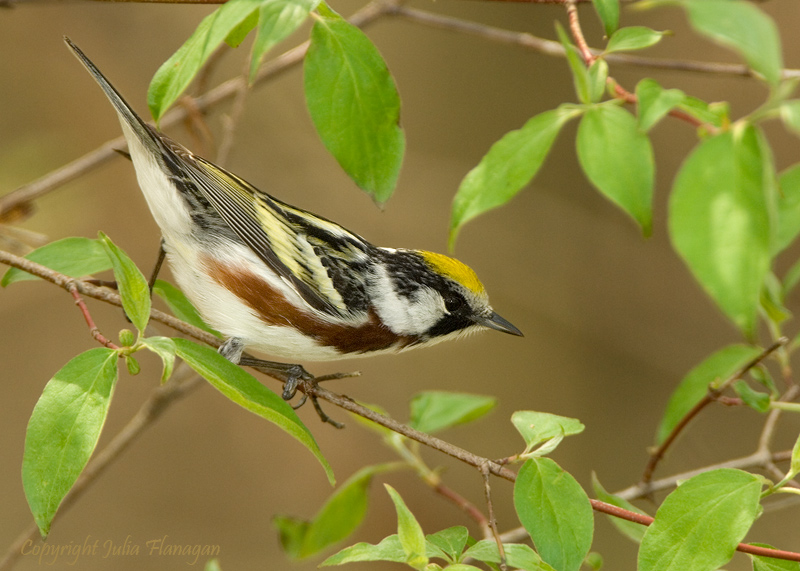 Chestnut-sided Warbler Male