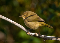 Common Yellow-throat Female