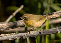 Common Yellow-throat Inmature