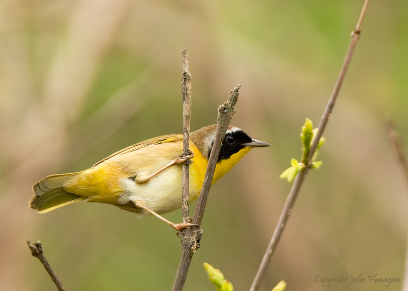 Common Yellow-throat Male