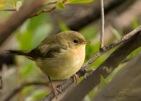 Coommon Yellow-throat Female