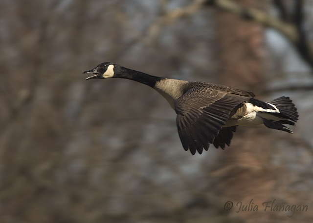 Canada Goose