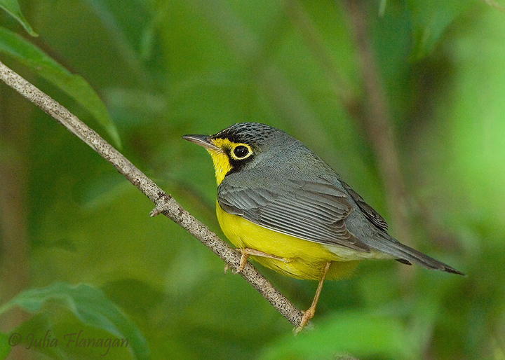 Canada Warbler (male)