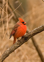 Male Northern Cardinal