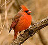 Northern Cardinal