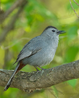 Catbird