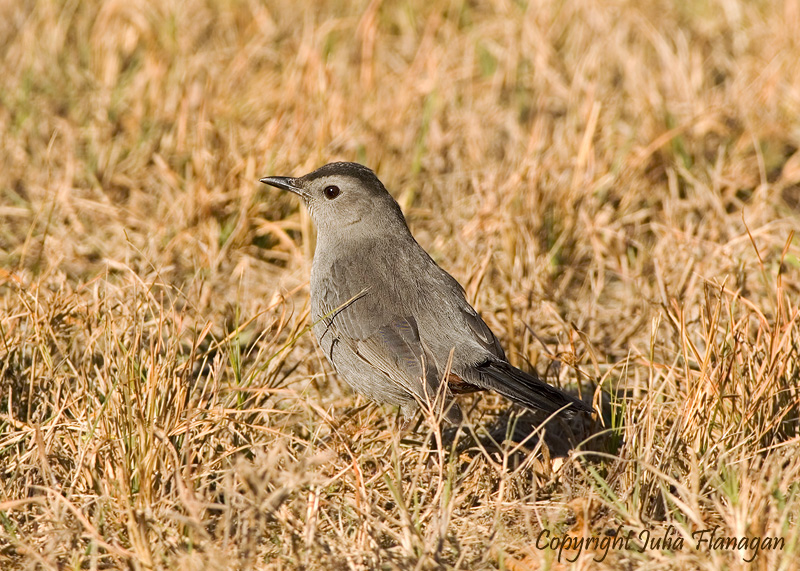 Catbird