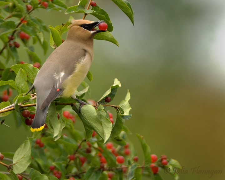 Cedar Waxwing