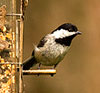 Carolina Chickadee