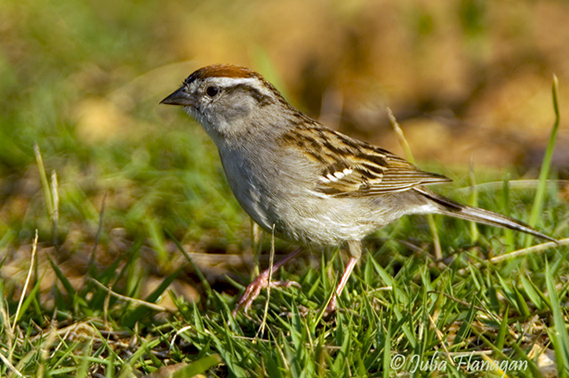 Chipping Sparrow