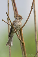 Chipping Sparrow