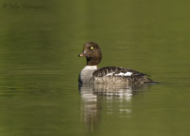 Common Goldeneye