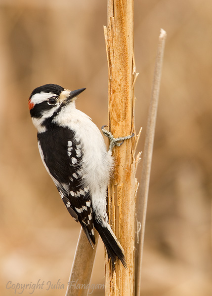 Downy Woodpecker