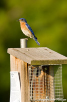 Eastern Bluebird