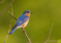 Eastern Bluebird