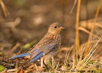 Eastern Bluebird