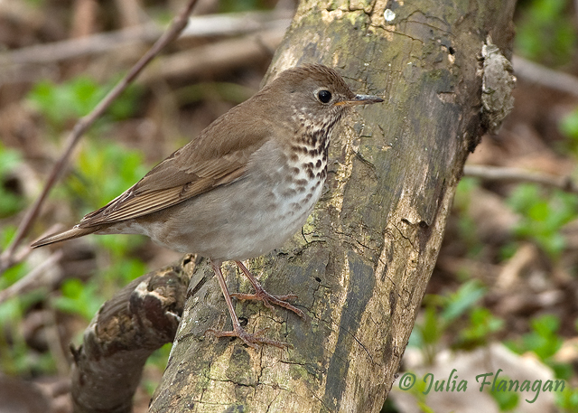 Gray-cheeked Thrush