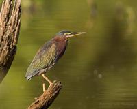 Green Heron