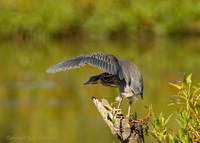 Green Heron