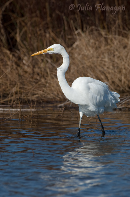 Great Egret