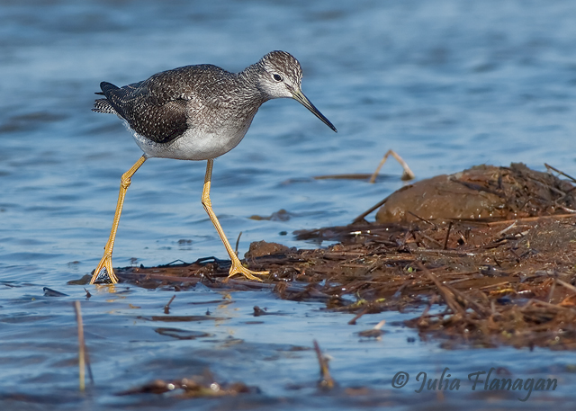 Greater Yellowlegs