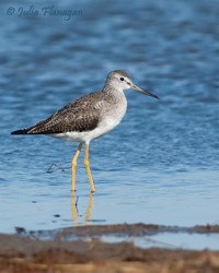 Greater Yellowlegs