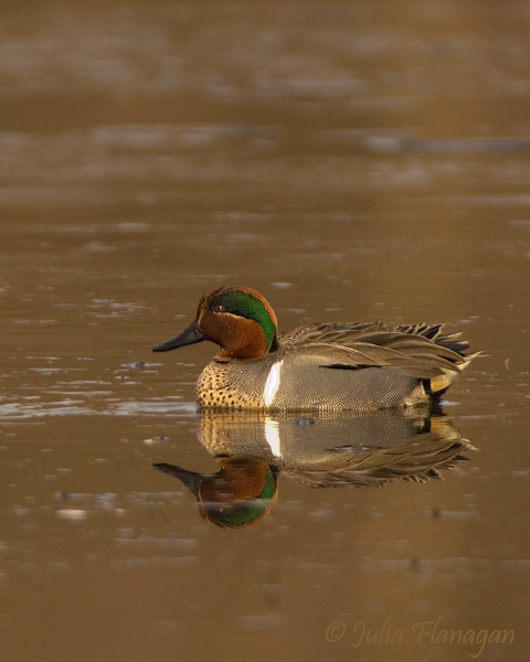 Green-winged Teal