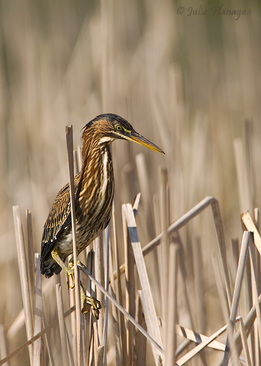 Green Heron