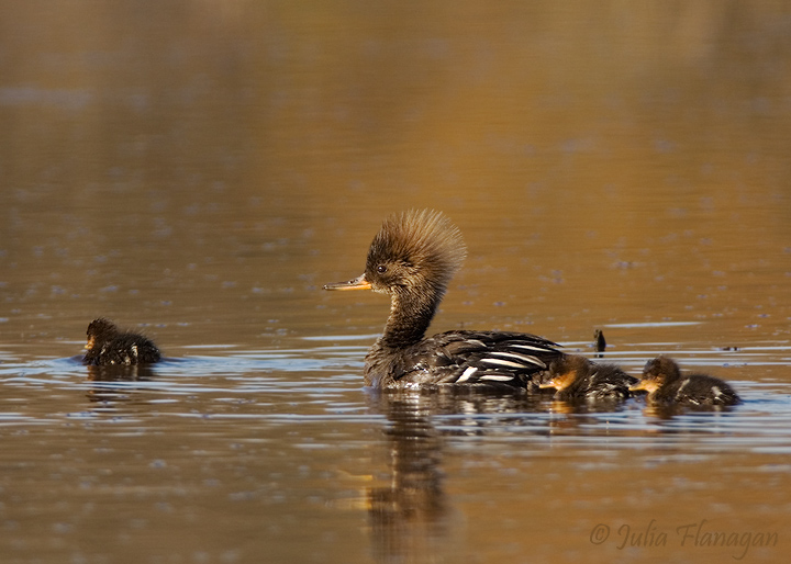 Hooded Merganser, female with chicks