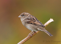 House Sparrow, female