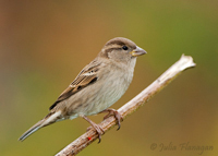 House Sparrow, female