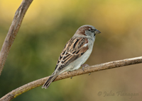 House Sparrow