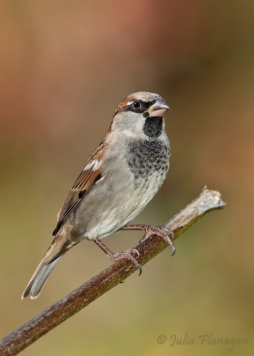 House Sparrow, male