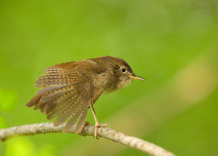 House Wren