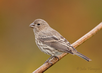 House Finch, female