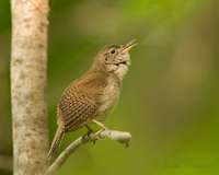 House Wren
