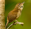 House Wren