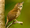 House Wren