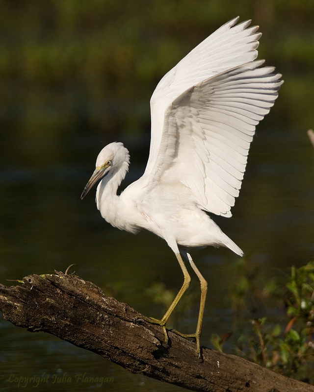 Immature Little BLue Heron