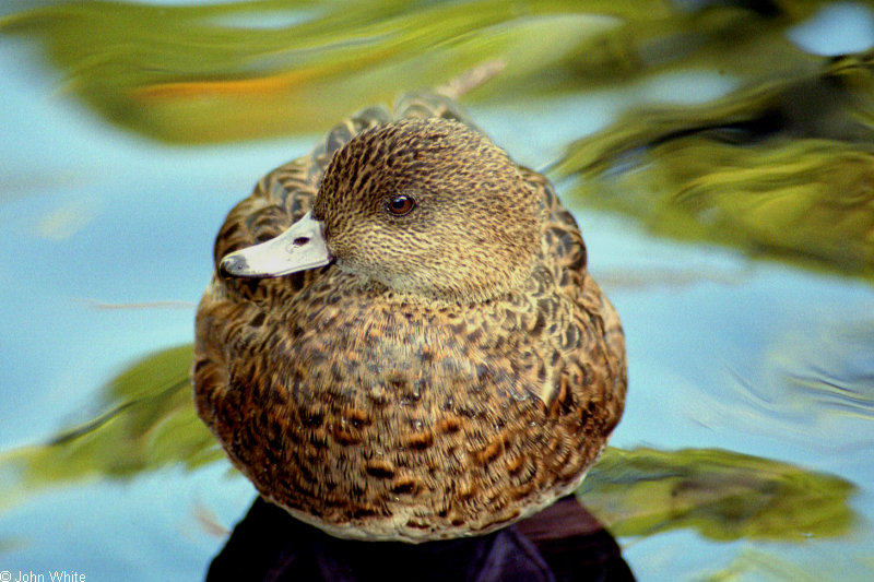 Immature female American Widgeon