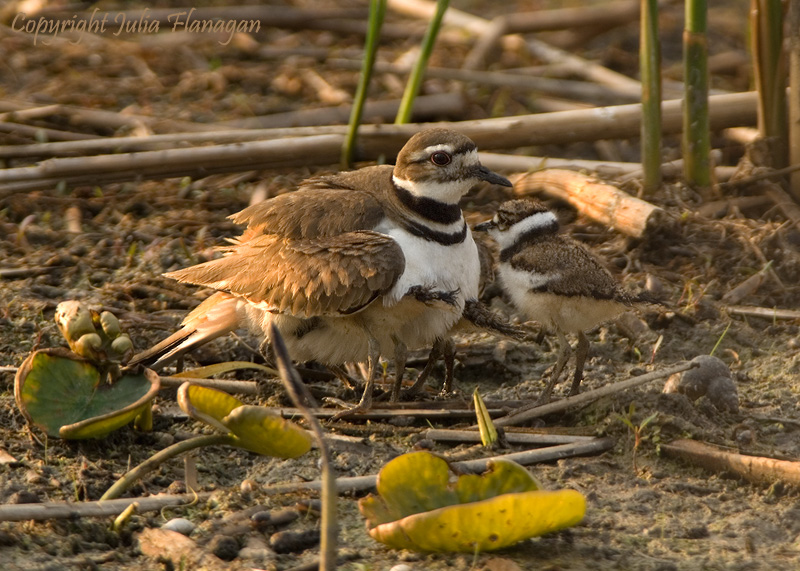 Killdeer and Chicks