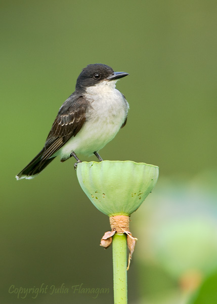 Eastern Kingbird
